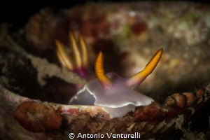 Hypselodoris bullockii nudibranch_Nha Trang_March 2024
(... by Antonio Venturelli 